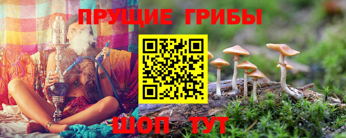 Сердобск  Галлюциногенные грибы Psilocybine cubensis  Вход с VPN 